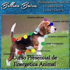 Curso Presencial de Terapia Energética Animal